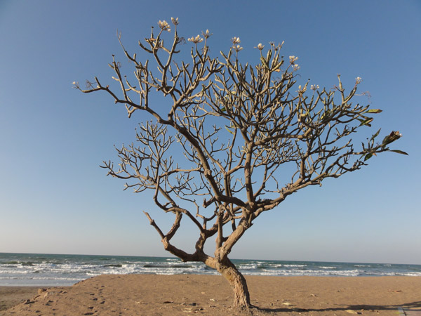 Uma árvore que cresce ao lado do mar. Muitas árvores podem suportar água salgada