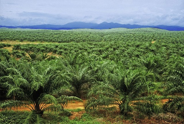 Les plantations d'huile de palme dans le monde sont profitables. Les arbres peuvent être utilisés à d'autres fins