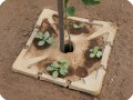 40 Detail of plantation of vegetables with a productive tree on the Growboxx plant cocoon