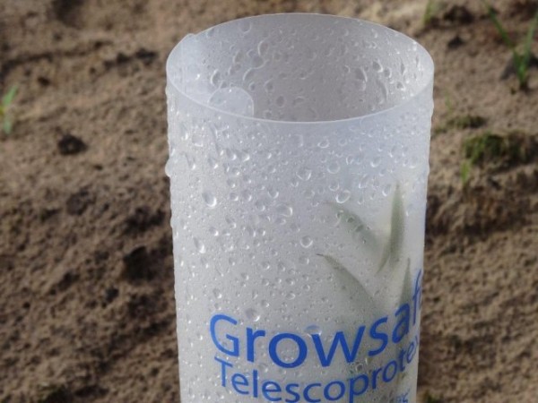 1 Condensation in the morning within the growsafe helps giving water to the plant that grows over 50 faster