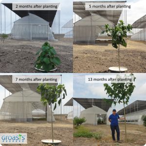 Gmelina Arborea in Ecuador with the water saving waterboxx plant cocoon